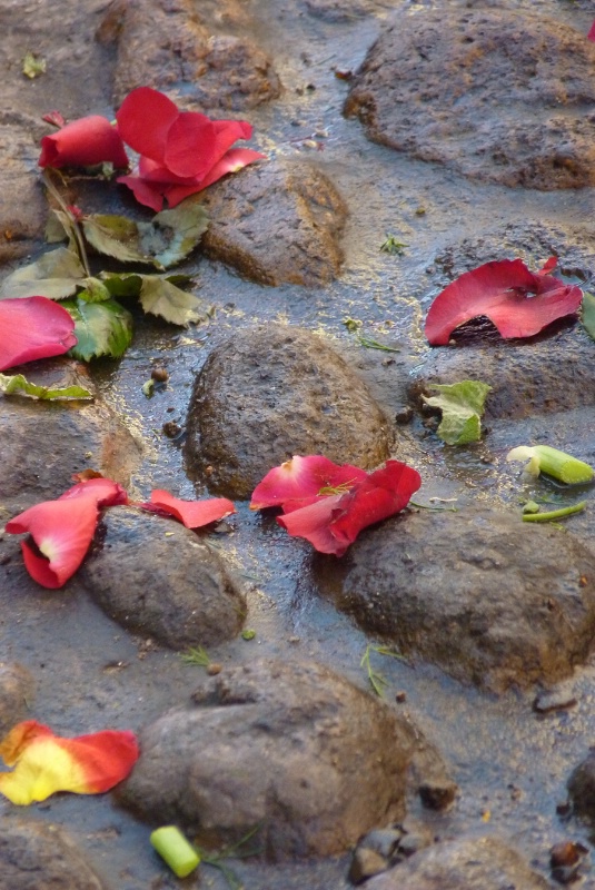 Palm Sunday roses