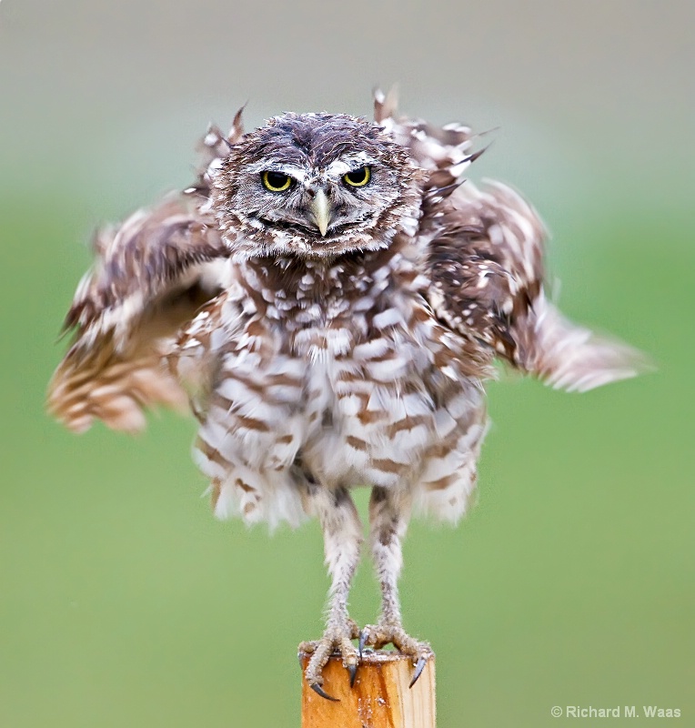 Hula Owl