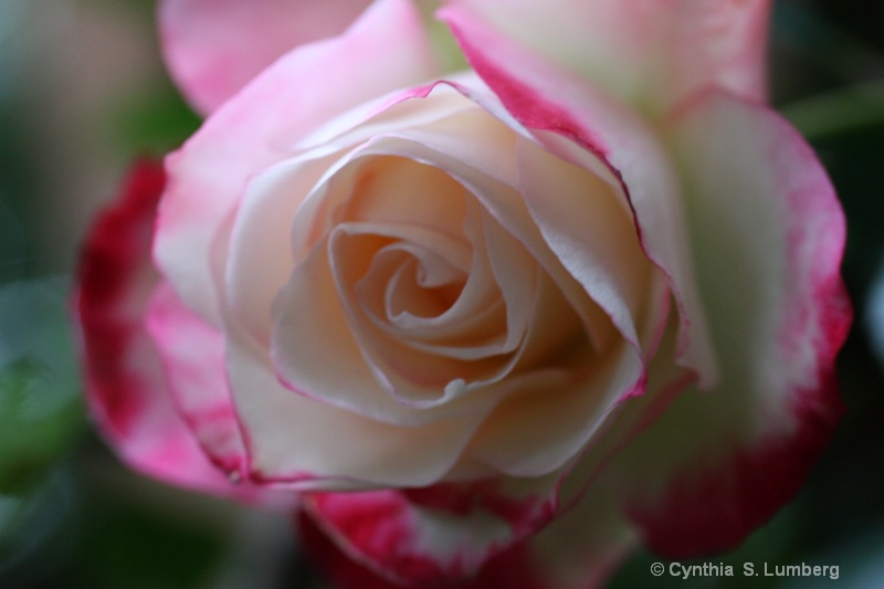 Divine Mercy Rose