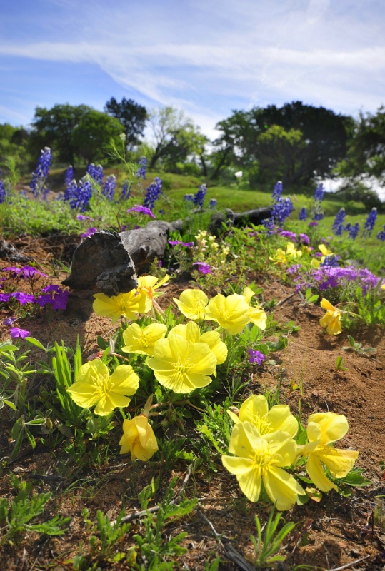 Texas Hill Country