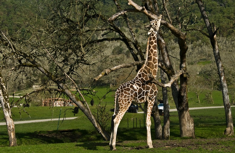 Giraffe Scratching Post, Wildlife Safari-OR