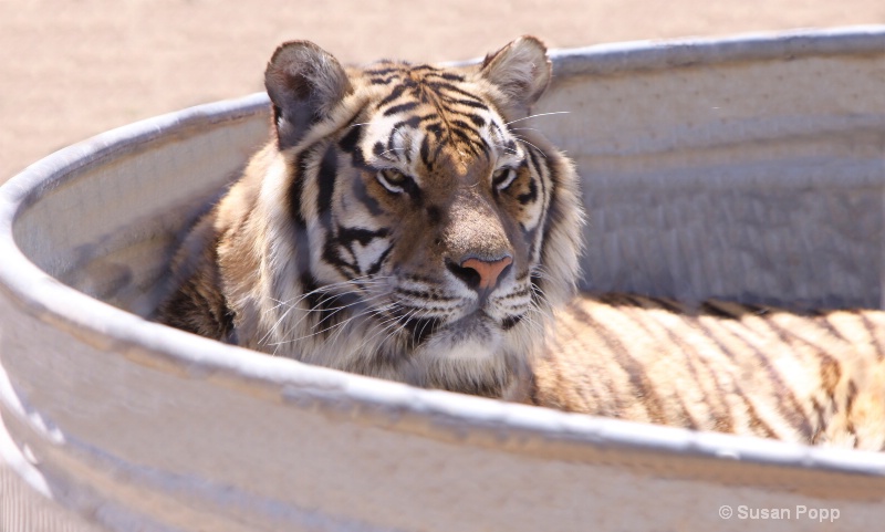 Tiger in the tank