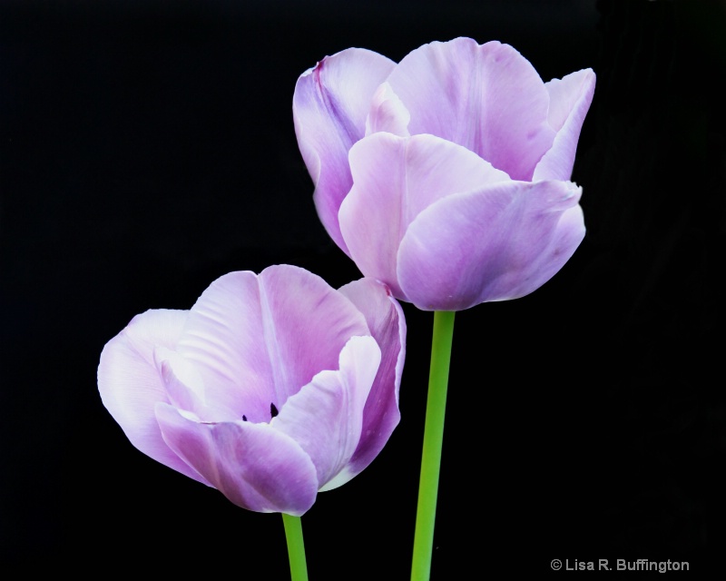 Lavendar Tulips