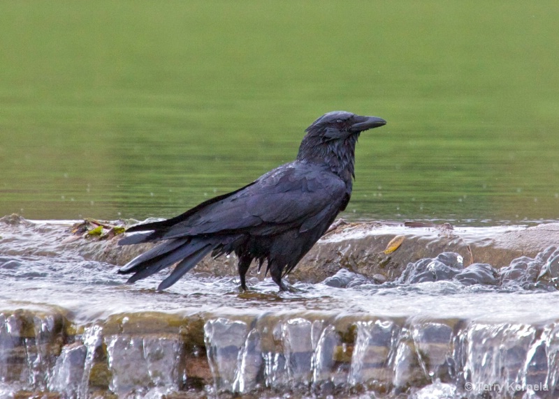 bath time for crow