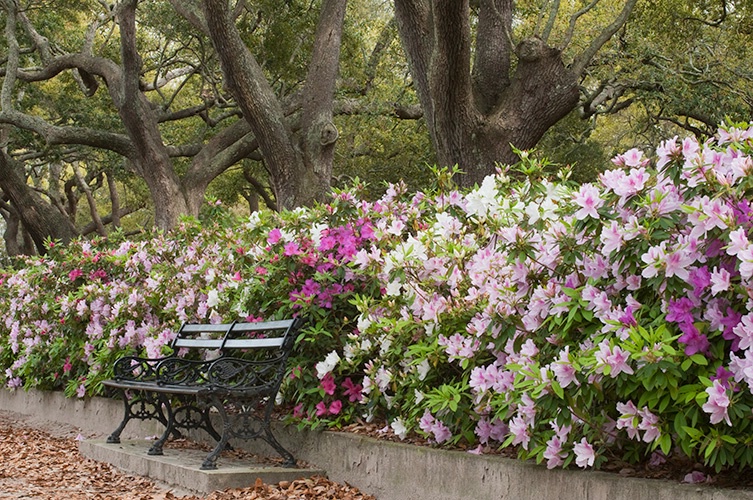 White Point Park Azalea