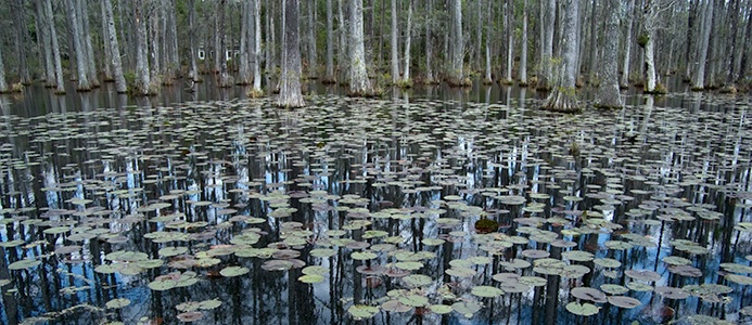 Cypress Gardens Swamp