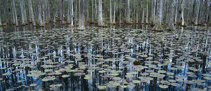 Cypress Gardens Swamp