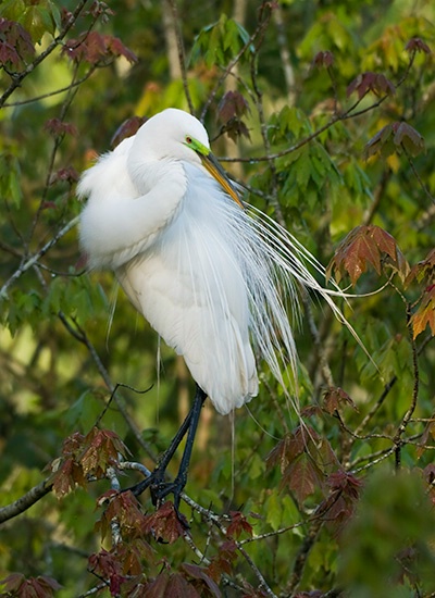 Egret, Magnolia Gardens Audubon Swamp