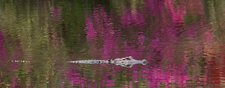 Gator in Reflection, Magnolia Gardens