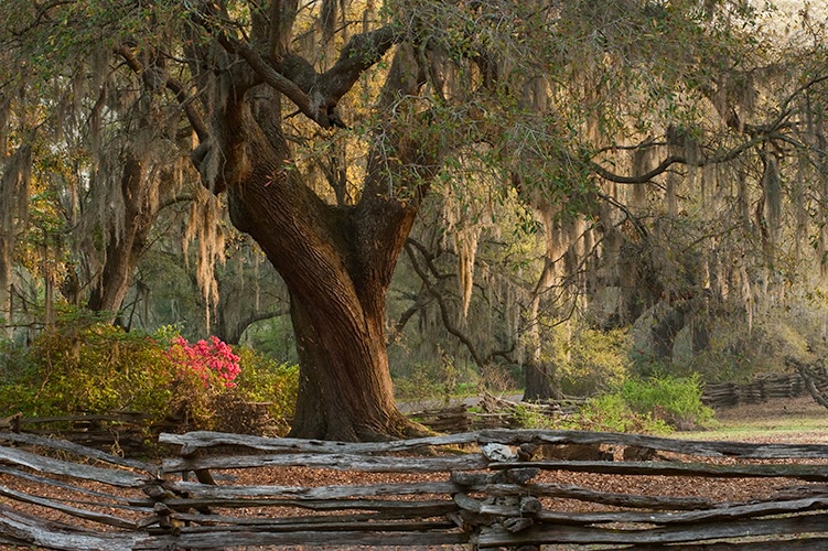 Live Oak & Fence, Magnolia Gardens