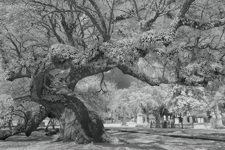 Live Oak Infra Red 7516, Magnolia Cemetery