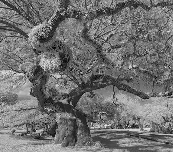 Live Oak Infra Red 7524, Magnolia Cemetery