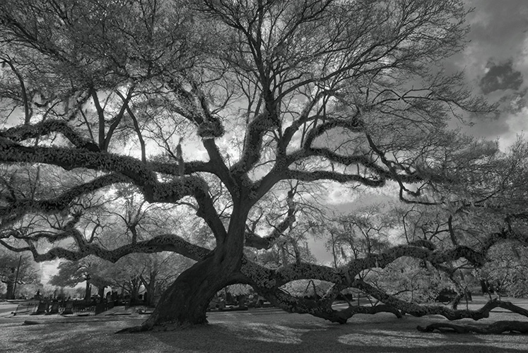 Live Oak Infra Red 7539, Magnolia Cemetery