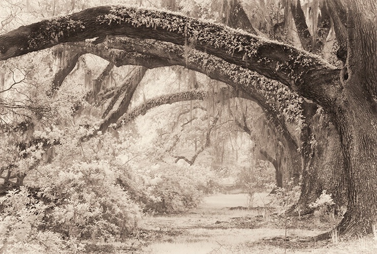 Oak Lane Infra Red, Magnolia Gardens