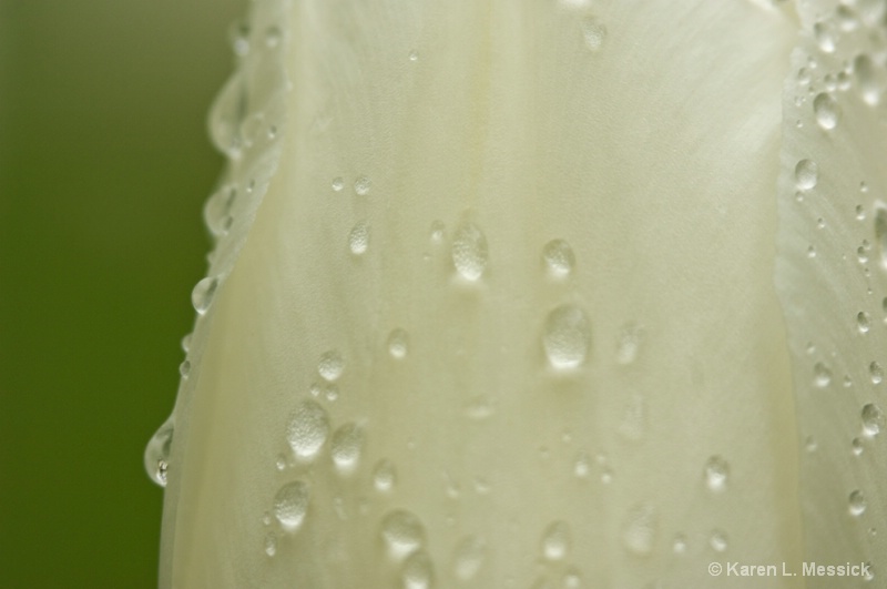 White in Rain 2