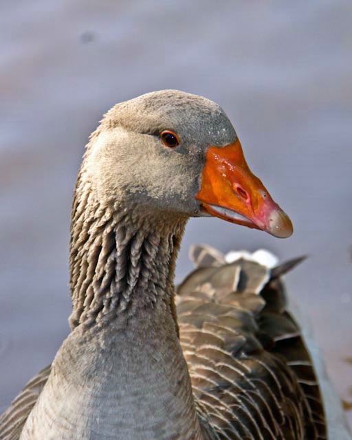 goose