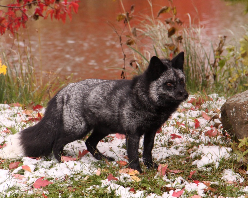 grey fox