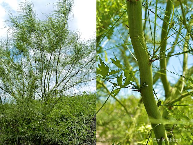 Going Green (Mexican Palo Verde)