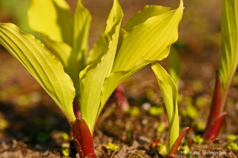 Hosta Hybrid