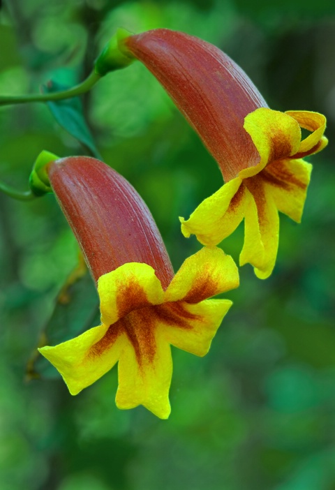 Wild Cross Vine