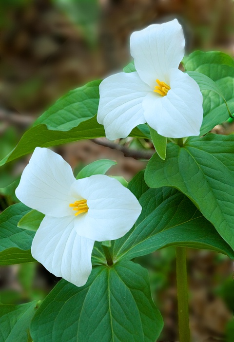 Trillium, Smoky Mountains National Park