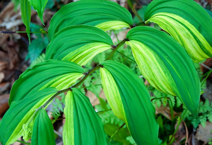 False-Solomon's Seal