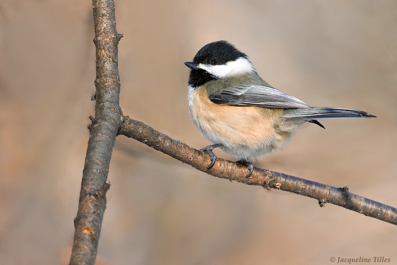 Black-capped Chickadee