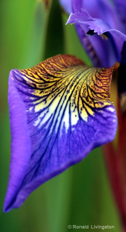 Iris Petal