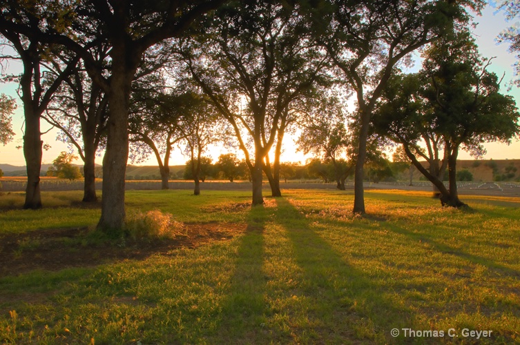 Oak Trees