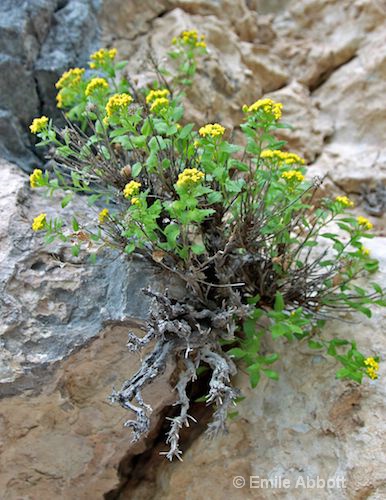 Yellow flower in cliff wall