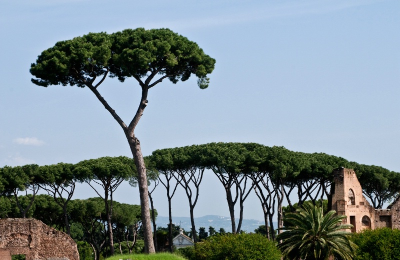 Roman Tree