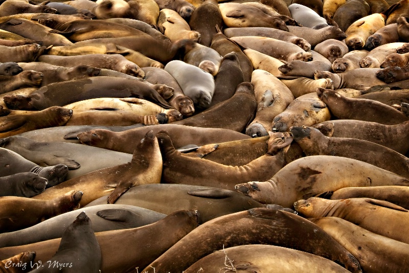 A Pretty Pile of Pinnipeds