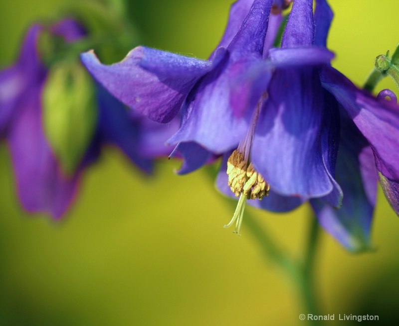 Columbine Magic