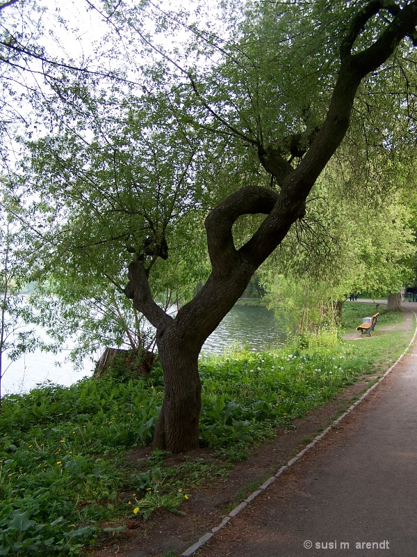 Twisted Tree on the Masch See