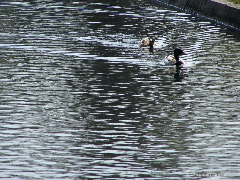 Ducks in the Park