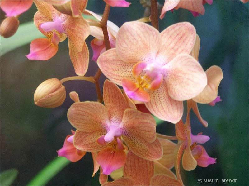 Orchid in Pale Tones