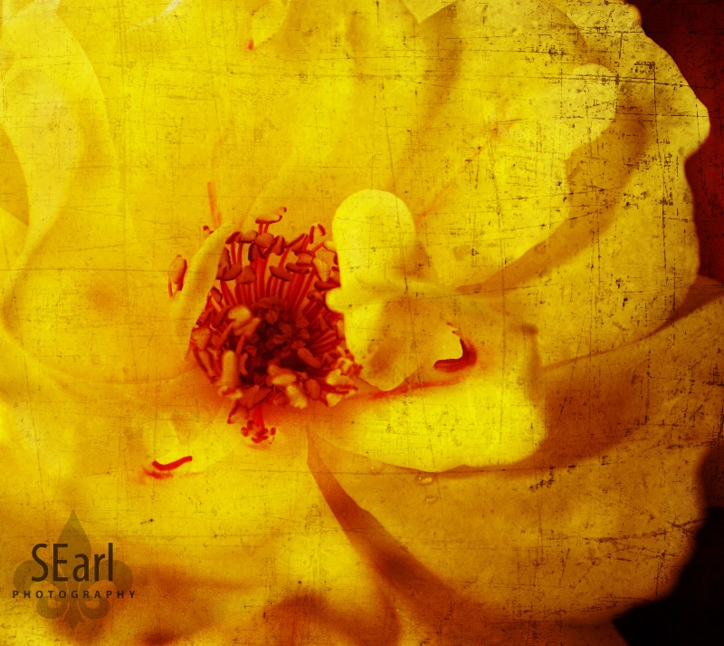 Yellow Rose Textured