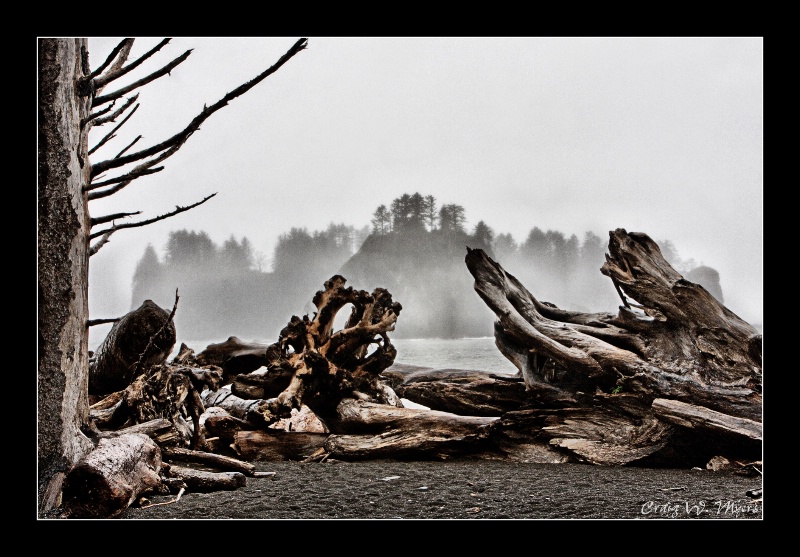 Driftwood and Fog