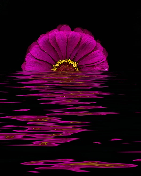 deep pink in water