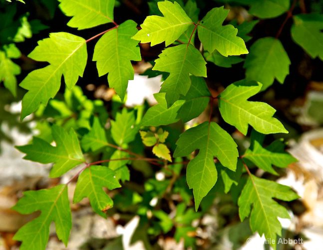 Poison Ivy abounds