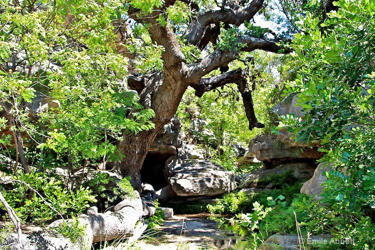 Trunk and Tree at the Grotto