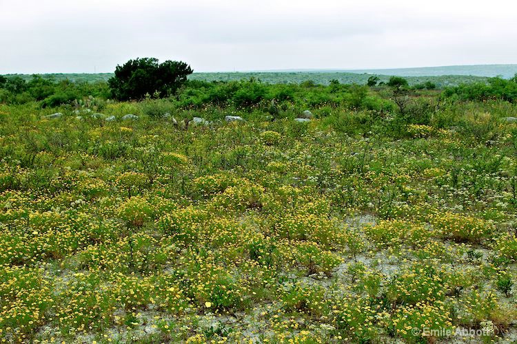 Bitter Weed covers in yellow