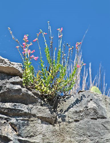 Texas Salvia