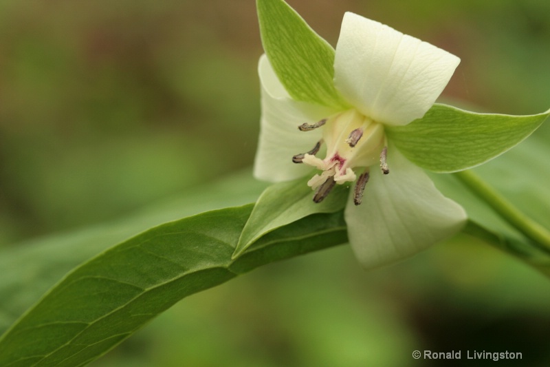 White Trillium