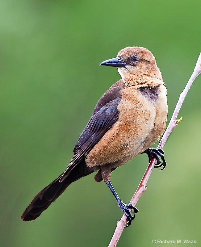 Female Boat-Tailed Grackle