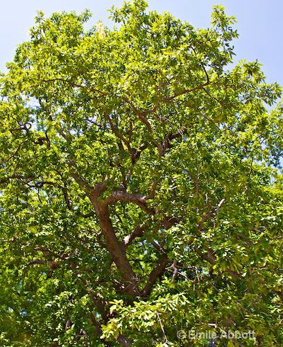Mexican White Oak aka Monterrey Oak