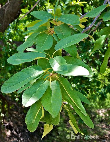 Leaf of Mexican White Oak