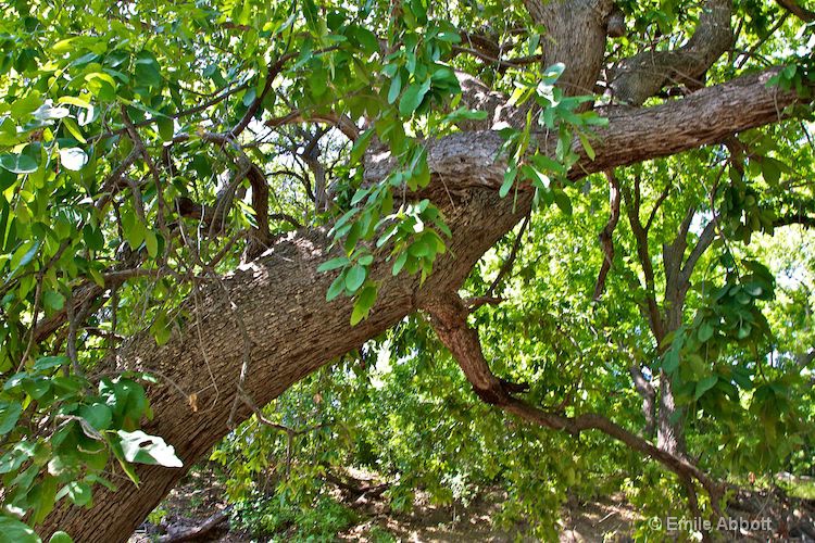 Bark and Leaf Mexican White Oak aka Monterrey Oak 