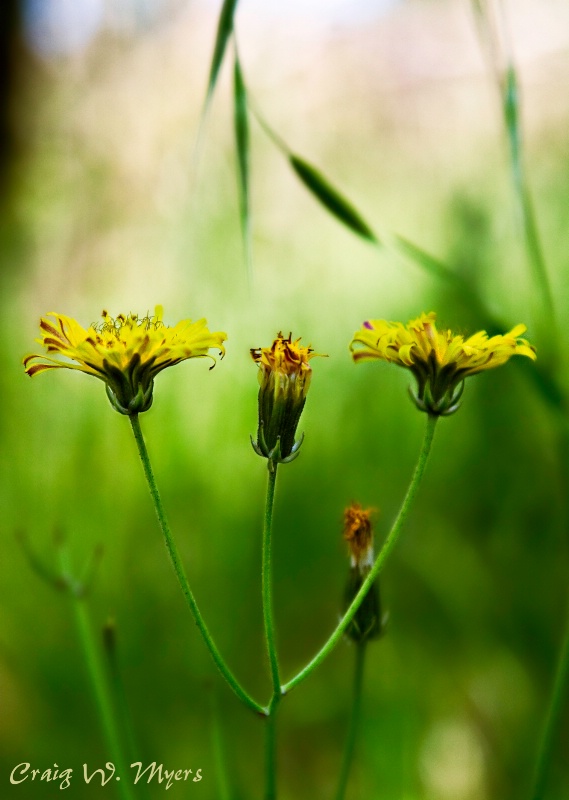 Wildflower Candelabrum