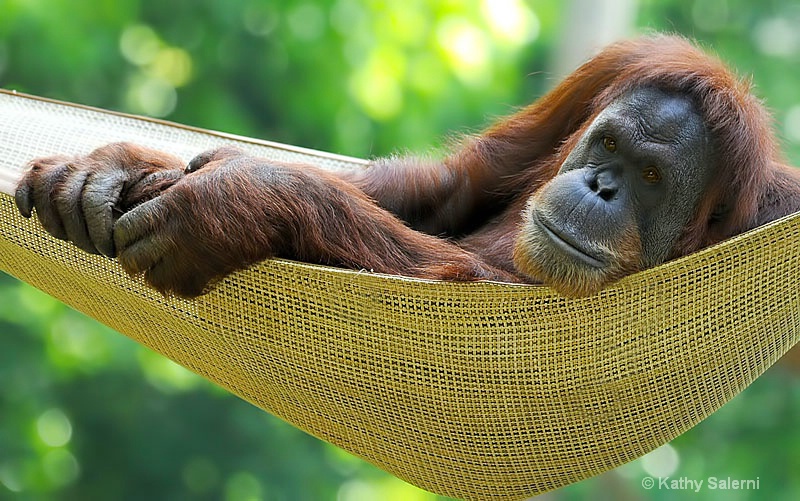 Orangutan In A Hammock